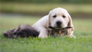 Are Labradors Good With Cats?