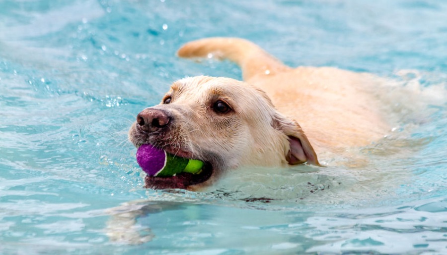 are labradors swimming dogs