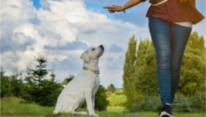 Are Labradors Easy To Train?