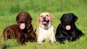 Does the Color of a Labrador Affect its Temperament?﻿