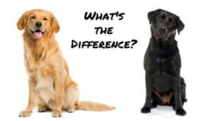 What’s the difference between a golden retriever and a labrador retriever?