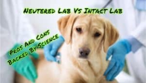 Neutered Lab Vs Intact Lab: Pros And Cons Backed By Science