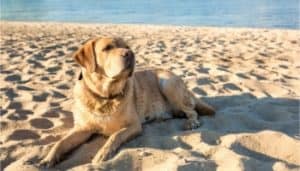 20 Tips For Taking Your Labrador To The Beach