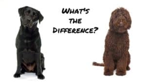 What’s the Difference Between Labrador and Labradoodle?