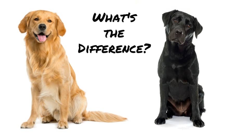 What S The Difference Between A Golden Retriever And A Labrador Retriever