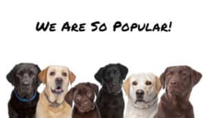 21 Reasons Why Labrador Retrievers Are So Popular