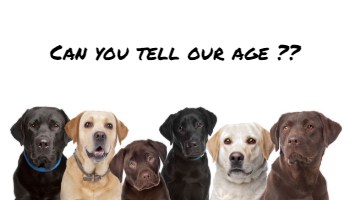 six Labrador Retrievers in a row Can you Tell our Age small