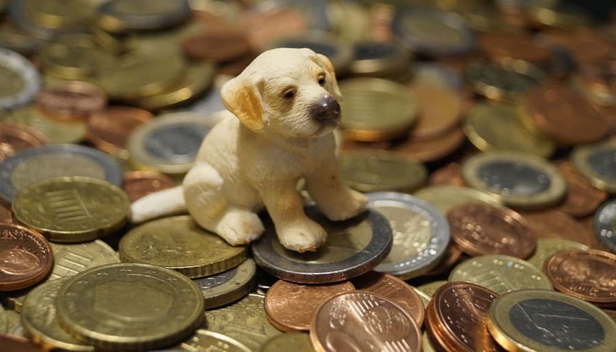 The Cost Of Owning a Labrador: Monthly 